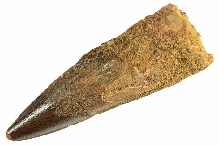 Fossil Spinosaurus Tooth - Real Dinosaur Tooth #344366